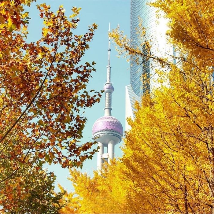 M&ugrave;a thu l&agrave; thời điểm v&agrave;ng để du lịch Thượng Hải